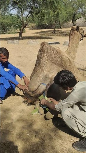 توصل الصبي إلى علاج جديد للإبل