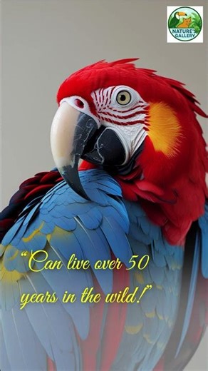 Discover the Scarlet Macaw | Origin, Facts