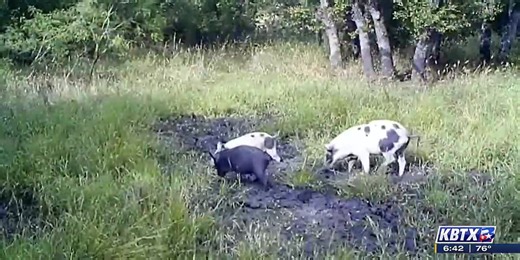 From the Ground Up: Feral hog damage costs farmers, state millions