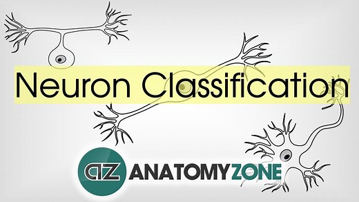 Neuron Classification - 3D Models, Video Tutorials & Notes | AnatomyZone
