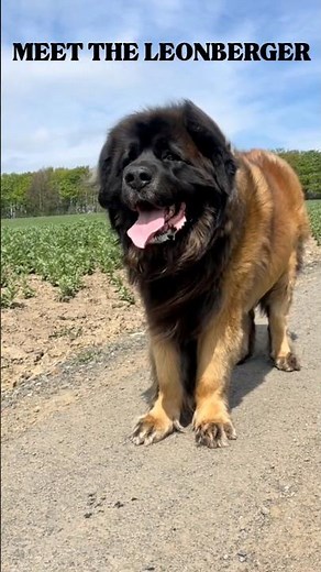 The Leonberger: The Gentle Giant Bigger Than Most People Expect! #dogshorts #viralshort