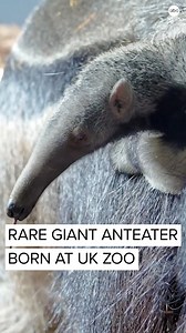 The UK's Chester Zoo welcomed a new giant anteater pup—only the third in the zoo's 92-year history. https://abcn.ws/3ogsrym | ABC News