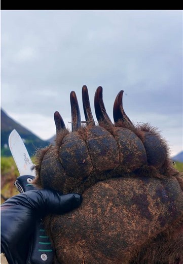 Exploring the Wilderness of Alaska's Backcountry