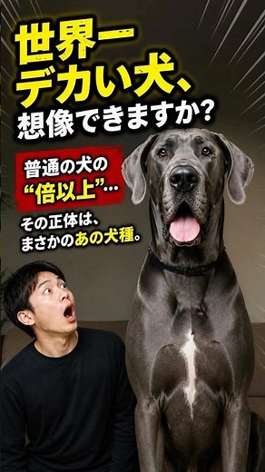The record is held by this dog #large dog #great dane #dog