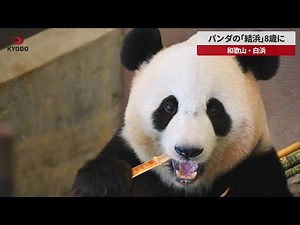 【速報】パンダの「結浜」8歳に 和歌山・白浜 「アドベンチャーワールド」