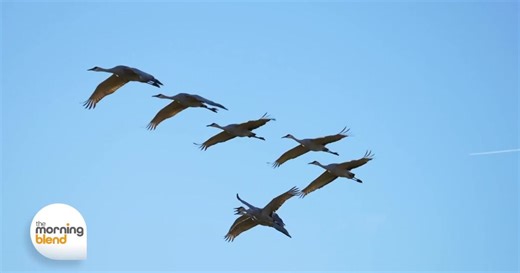 Exploring the Wonders of Spring Migration