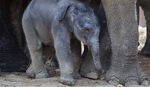Stop what you're doing! A baby elephant has been born at Dublin Zoo - Extra.ie