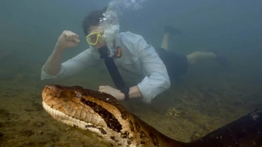 Watch: Scientist swims up to giant anaconda in the Amazon