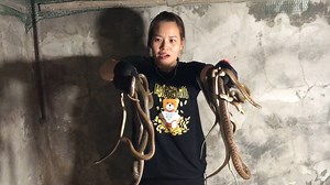 Girl catching Snakes - The Girl is not afraid of Snakes - Queen Snake | Snake Catchers