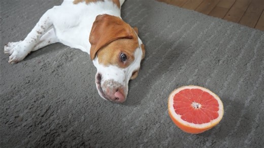 Grapefruit prank gets dogs sniffing eagerly