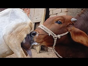 New goat Feeds Big cow baby nature 🧐 | Nikka Haji