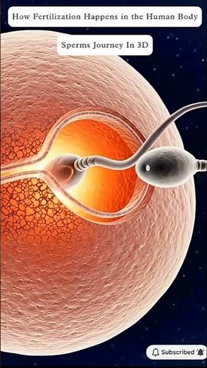 The Fertilization Process Explained | How Life Begins Inside the Human Body | BioCore Health USA