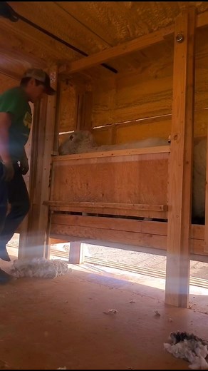 How to put a sheep down in a shearing trailer 🙂 #farm #shearingsheep #sheep #haircut #wool #shear #country #livingthedream #countrylife #utah