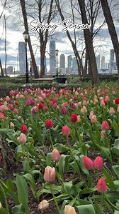 New York City Spring - Tulips in Pumphouse Park Lower Manhattan | New York City Photos