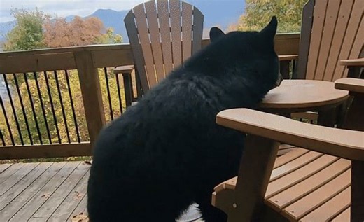 'Bear Alarm' Warns Family to Get Inside as Black Bear Takes Over Porch