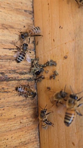 Been's Bees! | These honeybees are trying to corral a small hive beetle. These pests invade the beehive and lay eggs in the honeycomb, causing damage and... | Instagram