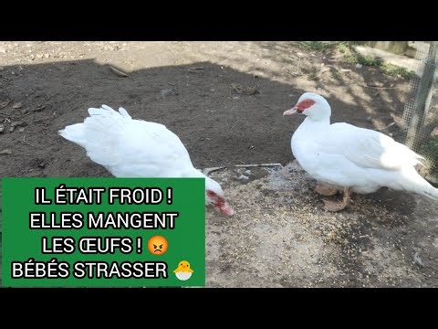Sauvetage d’un bébé Pigeon Strasser 🐣 + œufs mangés par les poules 😱 | Suivi d’élevage complet