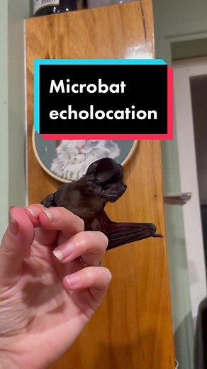 Microbat Wildlife Rescue in Queensland, Australia