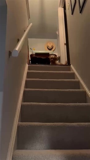 4.8K views · 87 reactions | "Mom... help!" Rescues are literally...