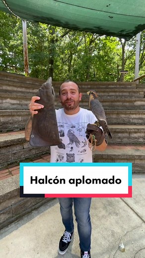 Manejo de Halcones Aplomados: Guante y Cuidado de Fauna Silvestre