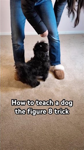 Easy and Fun Dog Trick | How to Teach a Dog the Figure 8 Trick 🐶