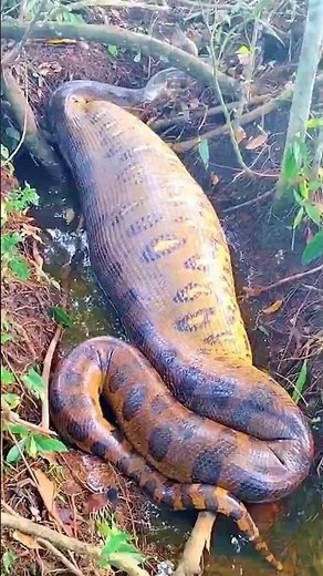 Top 3 deadly animals of the Amazon!🙄#amazon #forest #facts #shorts #nuralomOfficial