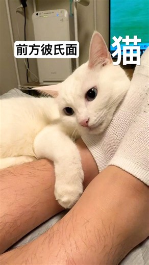 ニンゲン、猫モテがすぎる #shorts #catlover #猫 #cat #白猫 #キジトラ猫 #保護猫 #ねこのいる暮らし #ペット #ハクとルト