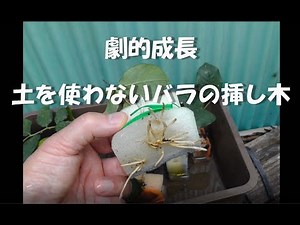 劇的成長 土を使わないバラの挿し木