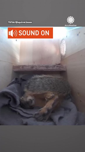 We've all been here! Emma the squirrel held her heart when she was startled awake by thunder. 🎥: @squirrel.boxes