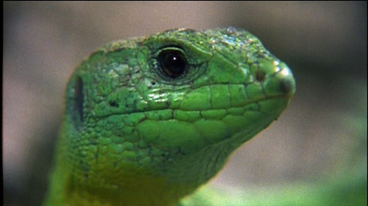 Green plants and animals in the rainforest - Living things: Video playlist - BBC Bitesize