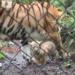 39K views · 1.5K reactions | Aww! Four young Siberian tiger cubs see the outside world for the first time!  | HLN | Facebook