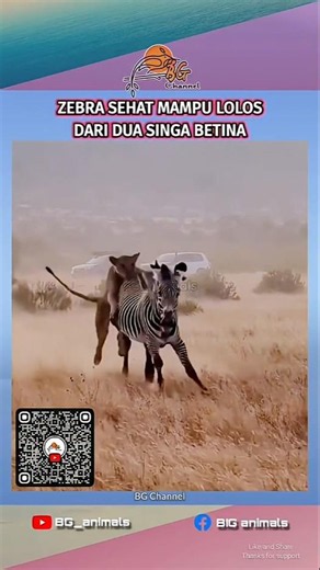 ZEBRA vs LIONESS - A zebra that refused to be prey!! #shorts #wildlife #animals