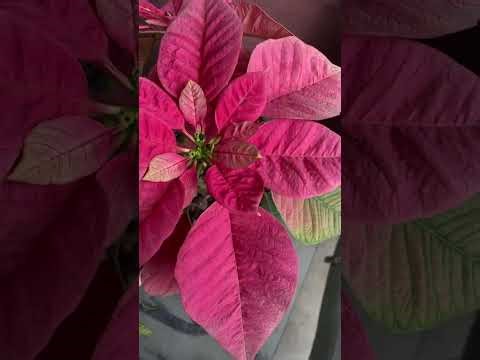 ￼Day 15 Broccoli and Spinach Journey RBS & More -The All Purpose Channel is live!