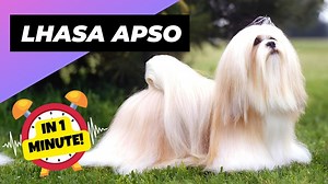 Lhasa Apso 🐶 One Of The Laziest Dog Breeds In The World | 1 Minute Animals #lhasaapso #lhasaapsobrasil #lhasaapsolovers #lhasaapsosofinstagram #lhasaapsoworld #lhasaapsoofinstagram #lhasaapsopuppy #lhasaapsoclub #lhasaapsos #lhasaapsolife #lhasaapsorules #lhasaapsoforever #doglover #dogsofinstagram #dogstagram | 1 Minute Animals