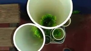 🐸😲Now that's a lot of frogs! The Broome Bird Observatory in WA was inspired by ABC Rural's frog hotels story earlier this year. They saw what the Barkly Landcare and Conservation Association was doing with frog hotels in the NT and decided to give it a crack themselves. 📹: Broome Bird Observatory (Full frog hotel instructions here: https://ab.co/2lNK6tM) | ABC Rural