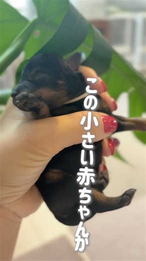 子犬赤ちゃん！3ヶ月の変化がすごい！ #トイプードルブリーダー