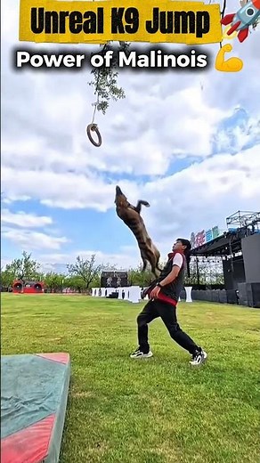 How This Belgian Malinois Police Dog Made an Unreal High Jump (Part 1)