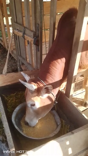 ອ້າຍ ມັກຈົກ 1997 (@abc.199753)’s videos with เสียงต้นฉบับ - ลูก'ก หน่อ'อไม้ 🥰🎋