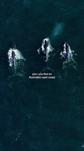 Dreamy Ocean Vibes on Australia's East Coast