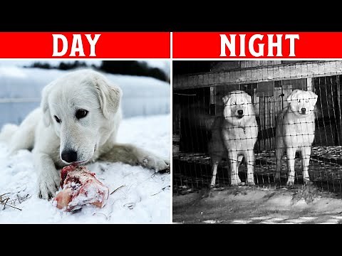 Day in the Life: Livestock Guardian Dogs