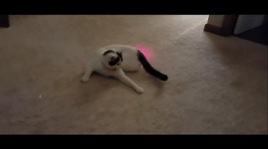 Watch Interactive Laser Light Pointer on Amazon Live