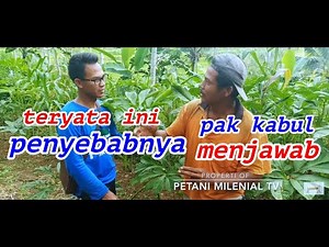 penyebab petani porang pemula 2020 banyak yang gagal | petani milenial tv