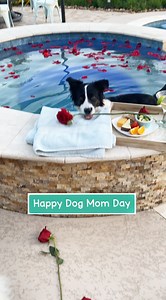 Happy dog mom’s day to all the dog moms! We are so lucky to have our furry kids in our lives! 🐶🐶💞 #dogmomday #mothersday #dog | Bordernerd