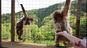 feeding Japanese macaque inside popular Iwatayama Monkey Park in Arashiyama, Kyoto, Japan. Tourist enjoys interaction with Macaca Fuscata monkey. Leisure and tourism concept.