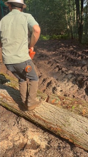 Billy Bucking Maple Logs Husqvarna 288XP