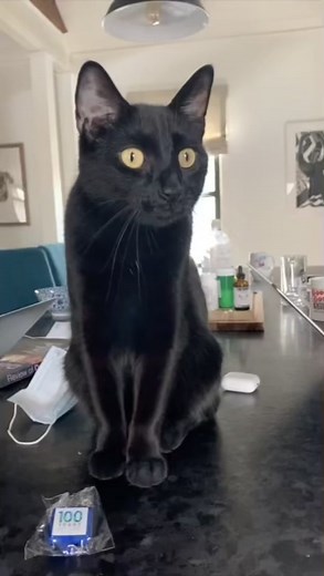 Coffee Cat #coffeecat #kennystvshow #coffee #tired #clingypet #weirdpets