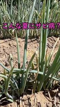 【⚠️虫注意】切りすぎたらネギ枯れる！？でも虫は倒したいんやぁぁ！！ #農業 #家庭菜園 #農業女子 #家庭菜園初心者 #家庭菜園ライフ #ネギ #ネギコガ #病気 #ショート #ねぎ #害虫