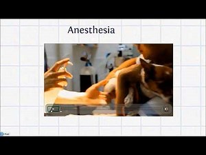 Abscess in Animals -1