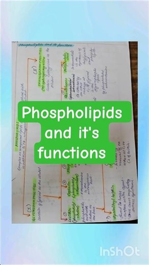 Phospholipids and it's functions notes