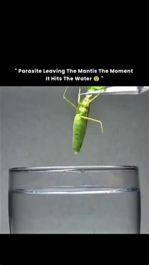 Infonics on Instagram: "This isn’t a scene from a horror movie—it’s real life playing out inside nature. The horsehair worm begins its journey almost invisible, silently entering insects like crickets and praying mantises, growing patiently while rewriting the rules of survival from the inside. Once mature, it takes control of the host’s nervous system, forcing the insect toward water against its own instincts. And then comes the moment that shocks the internet every time—the worm violently emer